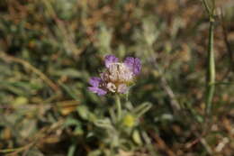 Image de Lomelosia brachiata (Sm.) W. Greuter & Burdet