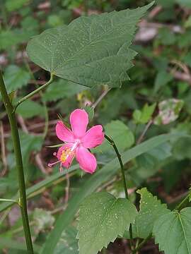 Imagem de Hibiscus phoeniceus Jacq.