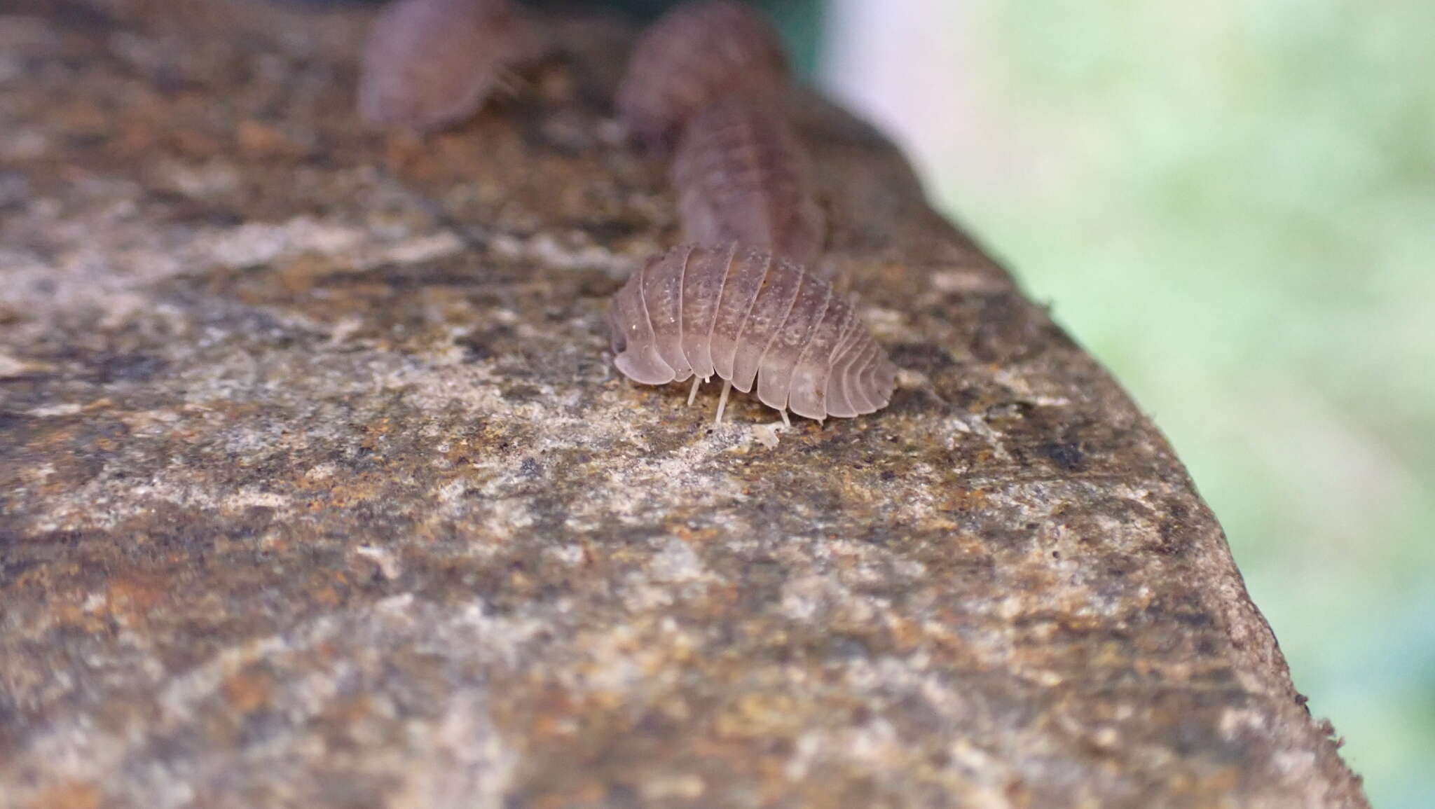 Image of Armadillidium serratum Budde-Lund 1885