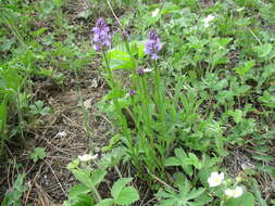 Image of Polygala hybrida Bruegg.