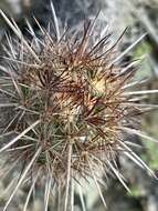 Image of Mammillaria halei Brandegee