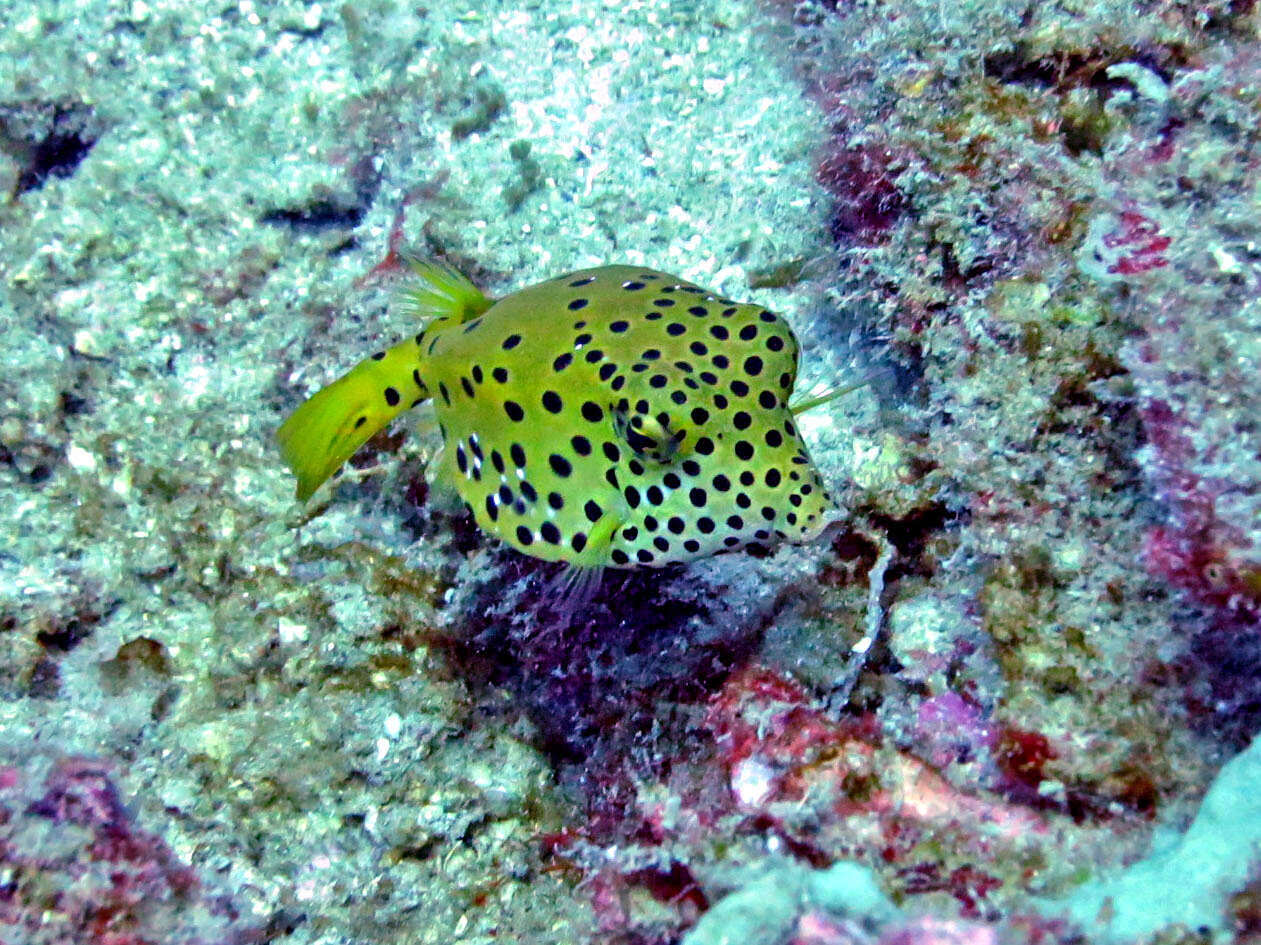 Image of Yellow boxfish