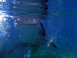 Image of whale sharks