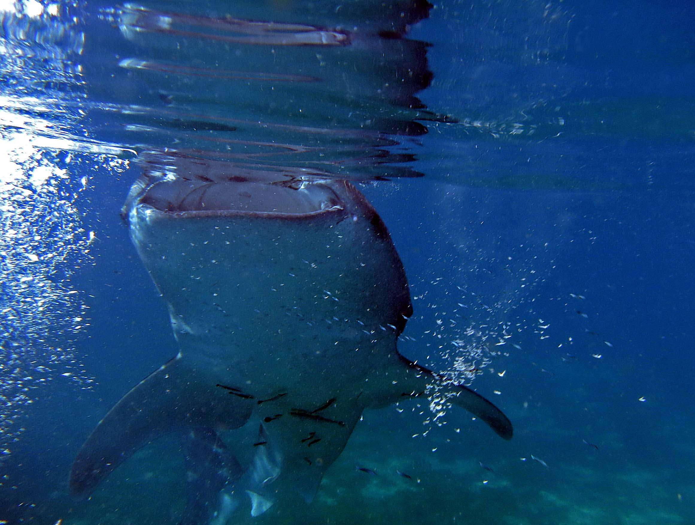 Image of whale sharks