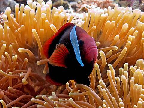 Image of Blackback anemonefish