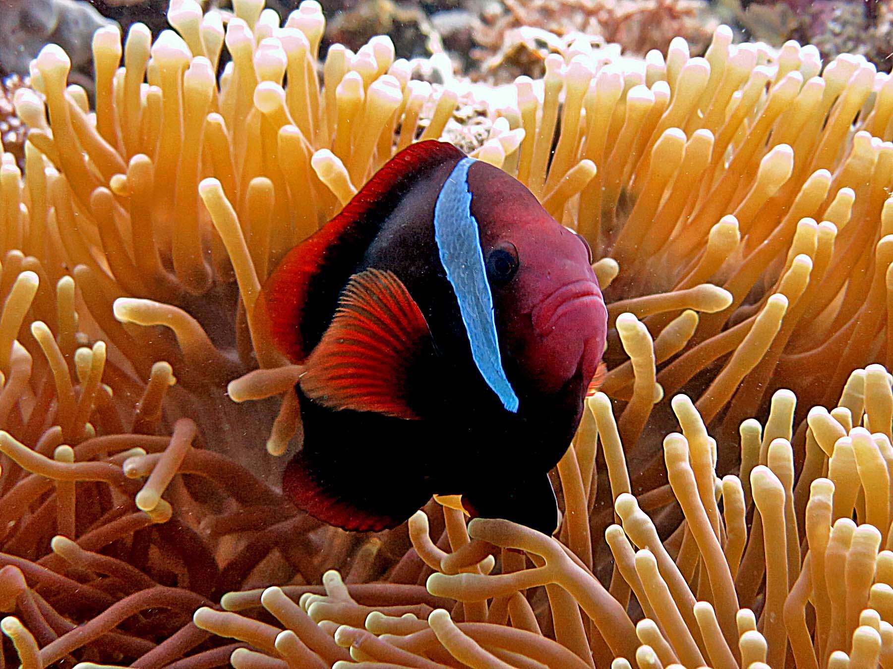 Image of Blackback anemonefish