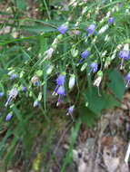 Image of small bonny bellflower