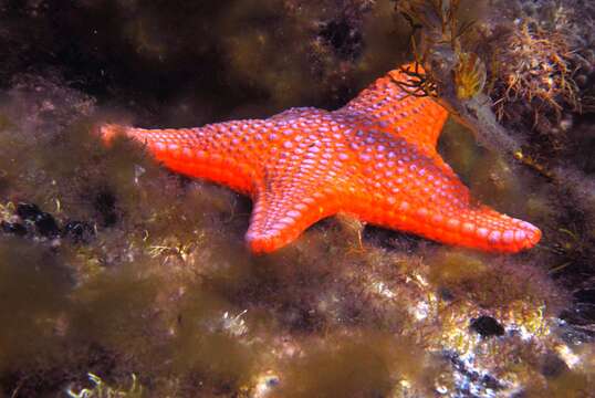 Image of Anthaster valvulatus (Muller & Troschel 1843)