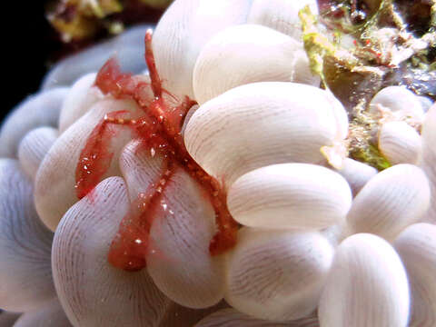 Image of Orangutang crab