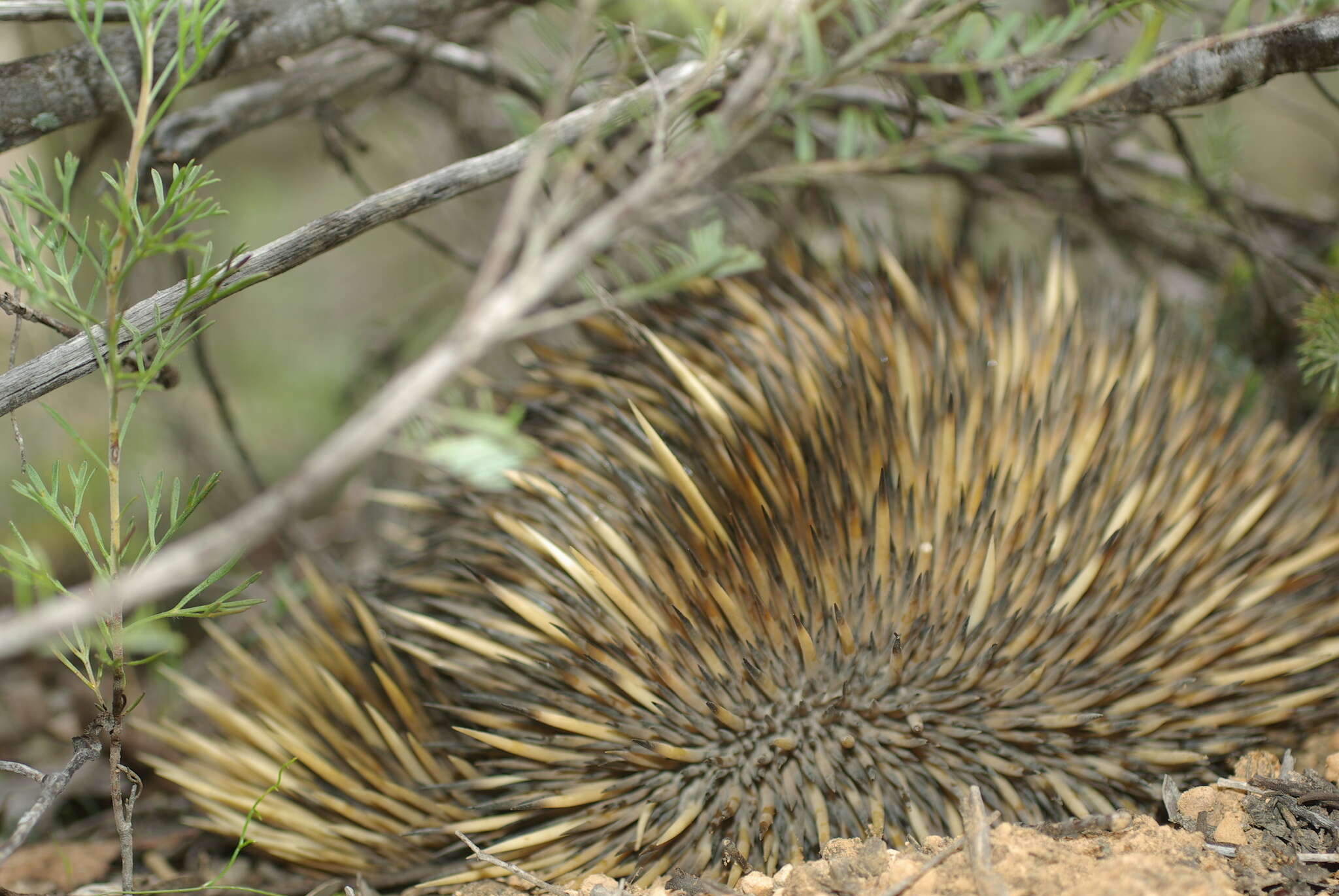 Image of Tachyglossus aculeatus acanthion (Collett 1884)