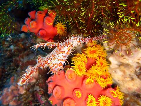 Image of ghost pipefishes