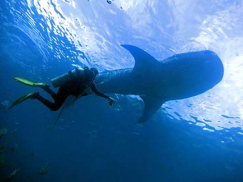 Image of Rhincodon