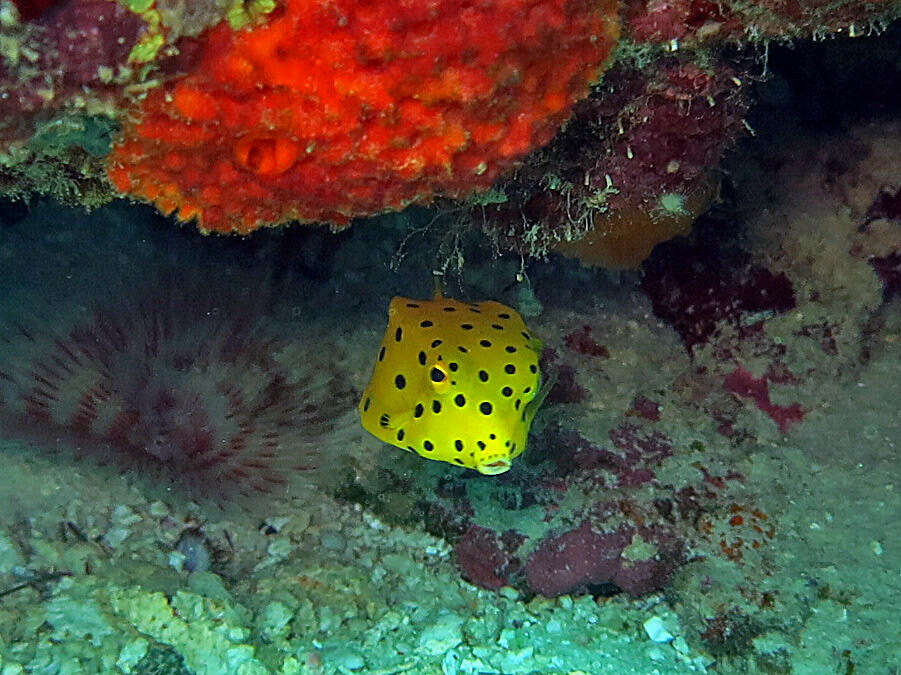 Image of Yellow boxfish