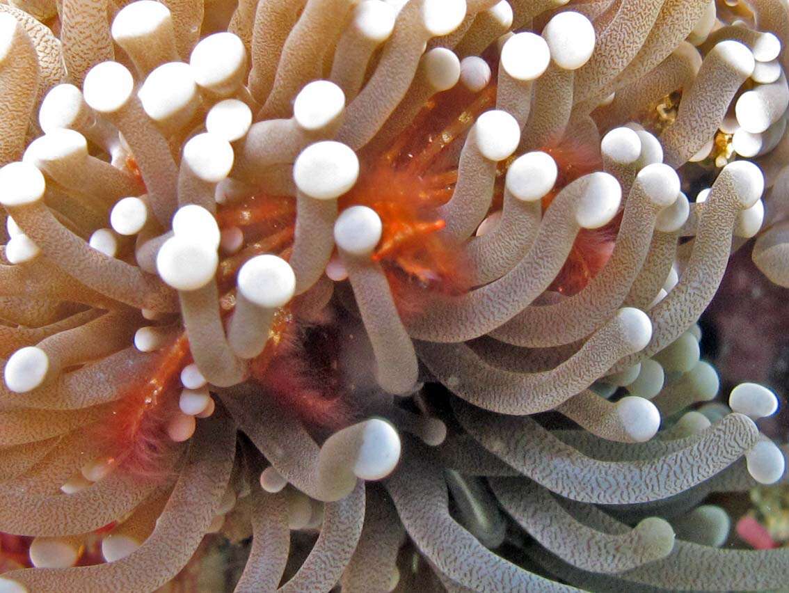 Image of Orangutang crab