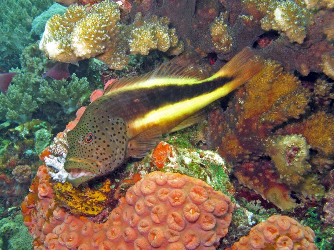 Image of Blackside Hawkfish