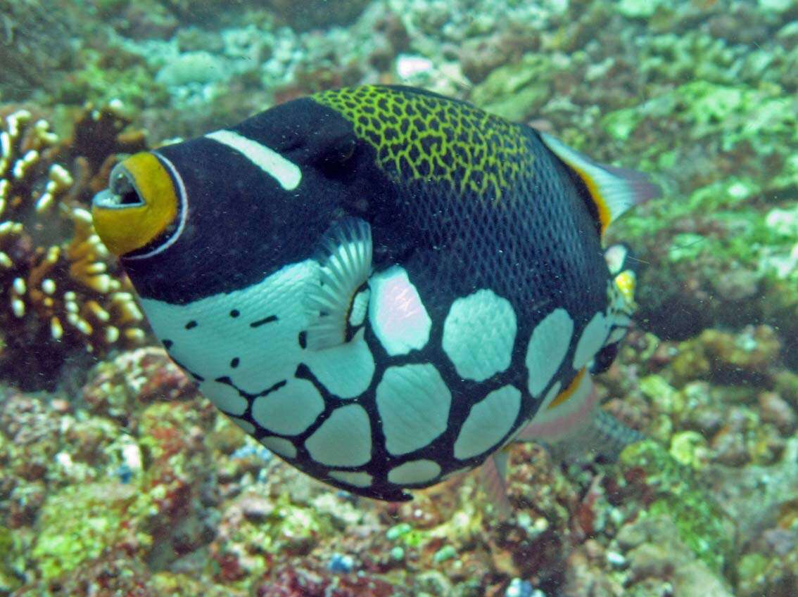 Image of clown triggerfish