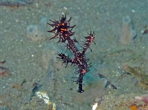 Image of Ornate ghost pipefish