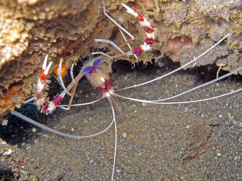 Image of coral shrimps