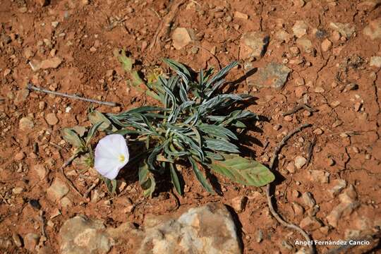 Image of Convolvulus lineatus L.