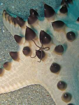 Image of chocolate chip sea star