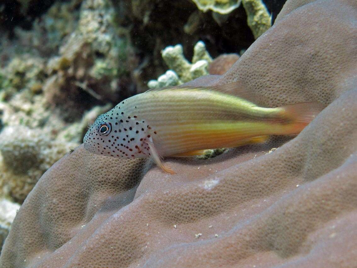 Image of Blackside Hawkfish