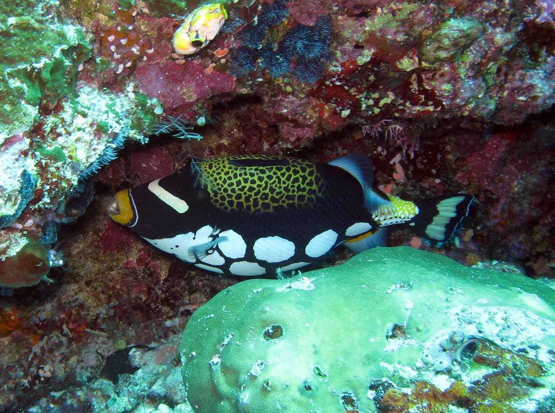 Image of clown triggerfish