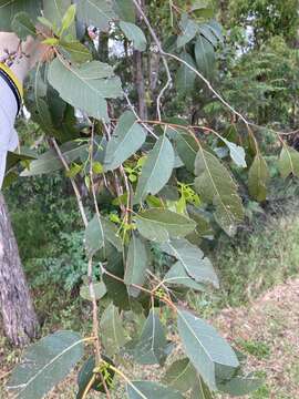 Image of cabbage gum