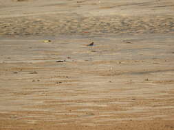 Image of Red-capped Dotterel