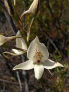 Image de Disa schlechteriana Bolus