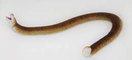 Image of Red Worm Lizard