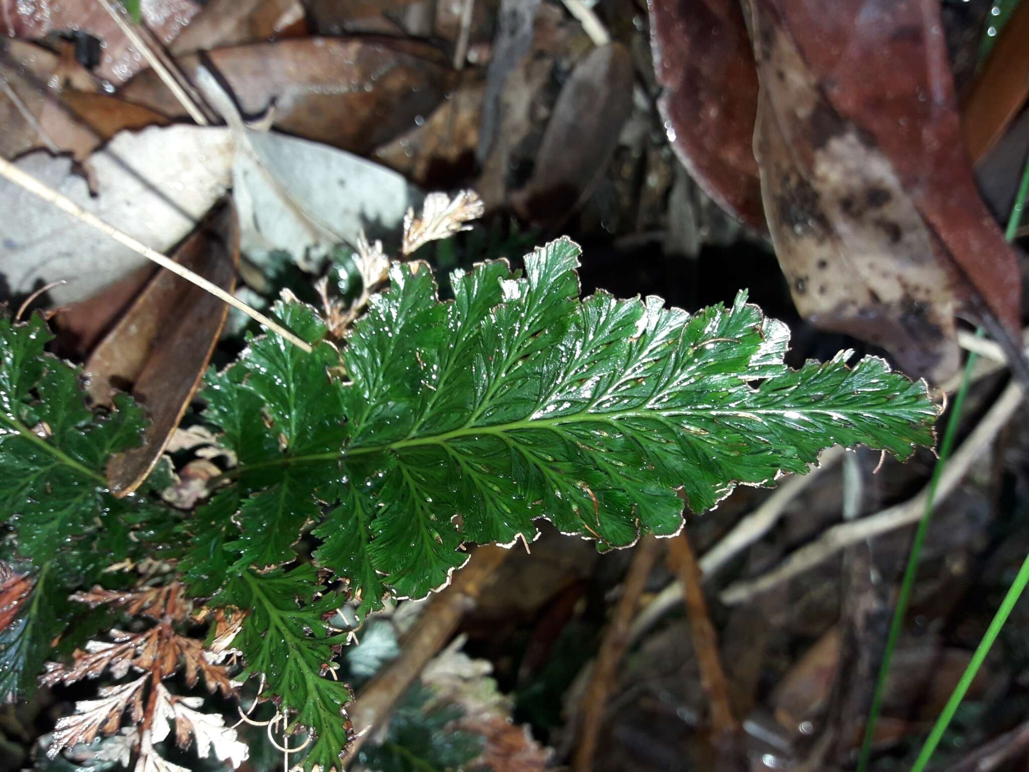 Image of toothed bristle fern