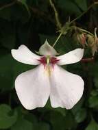 Image of Impatiens teitensis C. Grey-Wilson