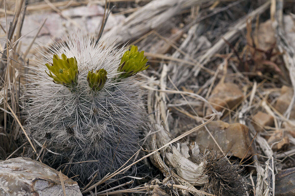 Image of Echinocereus canus