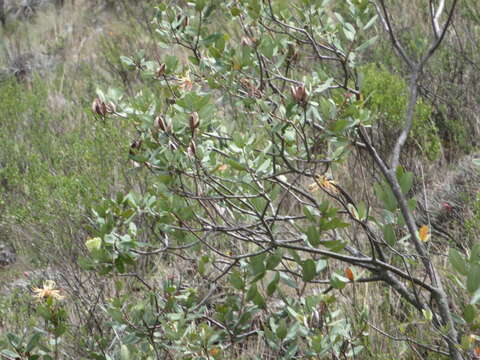 Sivun Oreocallis grandiflora (Lam.) R. Br. kuva