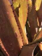 Image of Aechmea bromeliifolia (Rudge) Baker ex Benth. & Hook. fil.