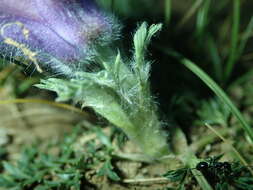 صورة Pulsatilla tenuiloba (Hayek) Juzepczuk