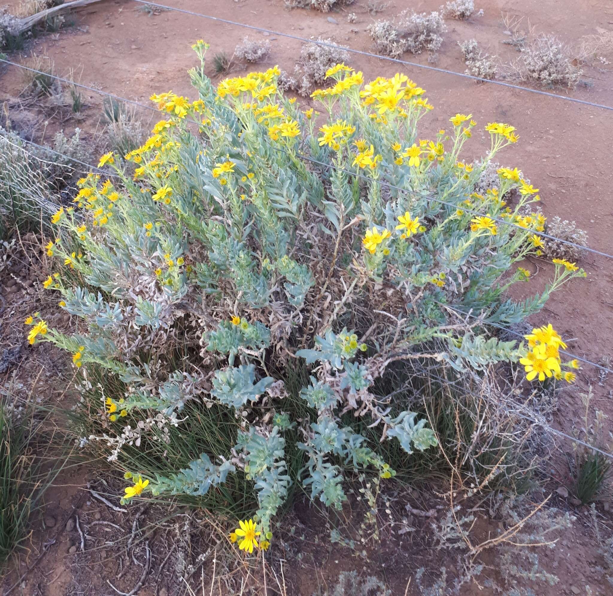 Senecio magnificus F. Müll. resmi