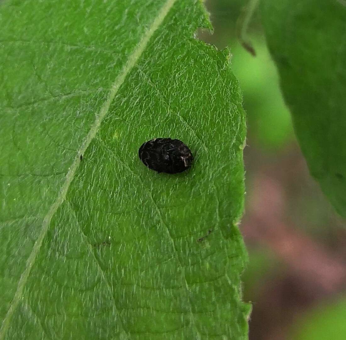 Image of Metallic wood-boring beetle