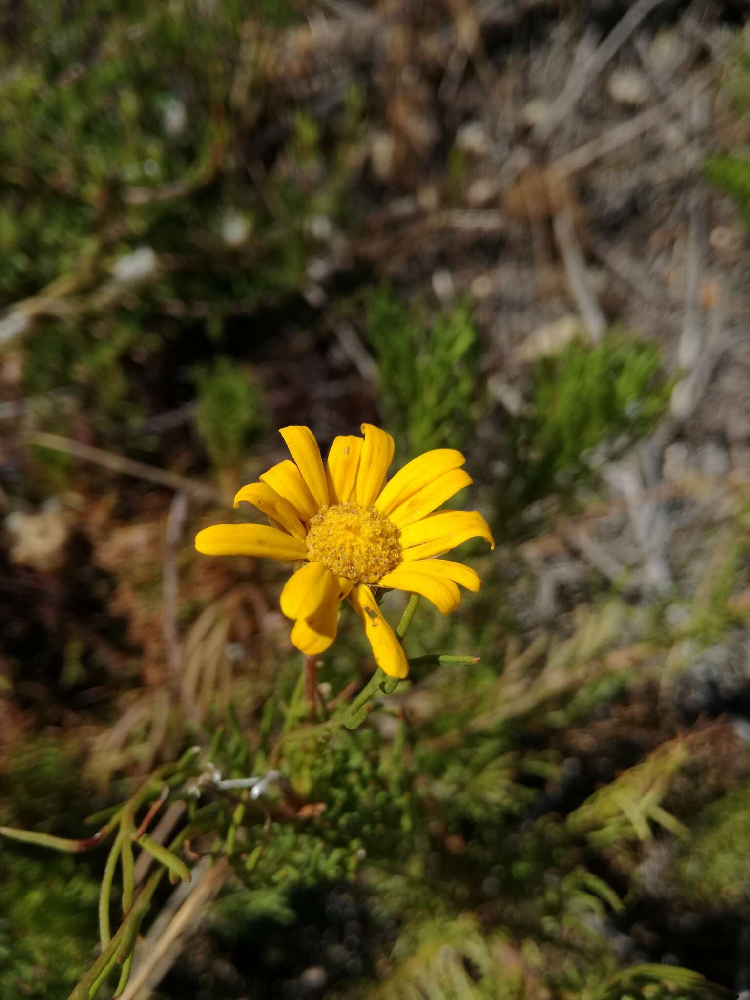 Ursinia paleacea (L.) Moench resmi