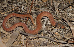 Image of Black-headed Scaly Foot