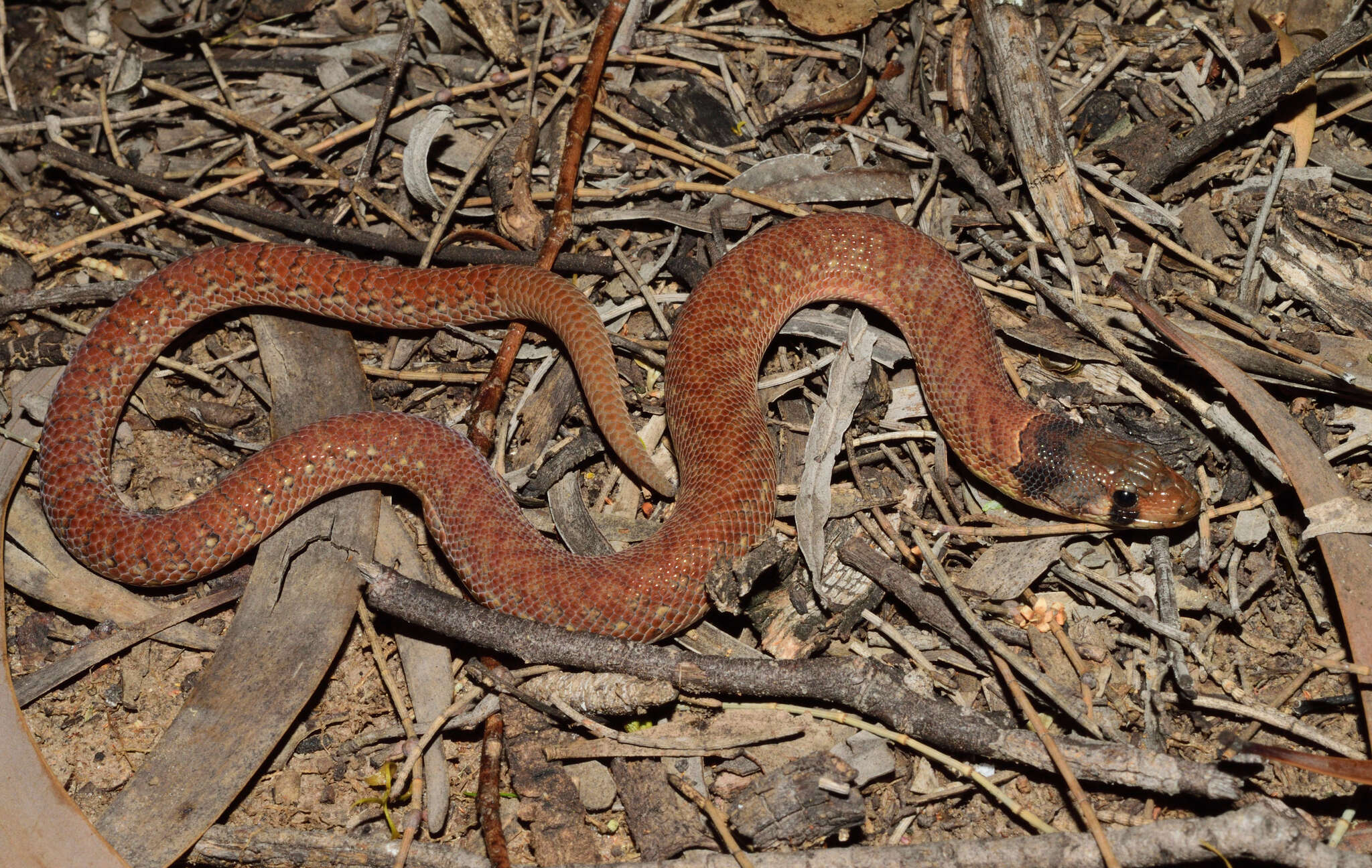 Image of Black-headed Scaly Foot