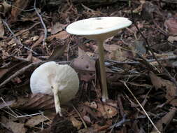 Image de Collybia alboflavida (Peck) Kauffman 1923