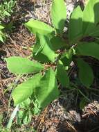 Image of Small-Flower Pawpaw