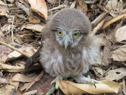 Image of Ferruginous Pygmy Owl