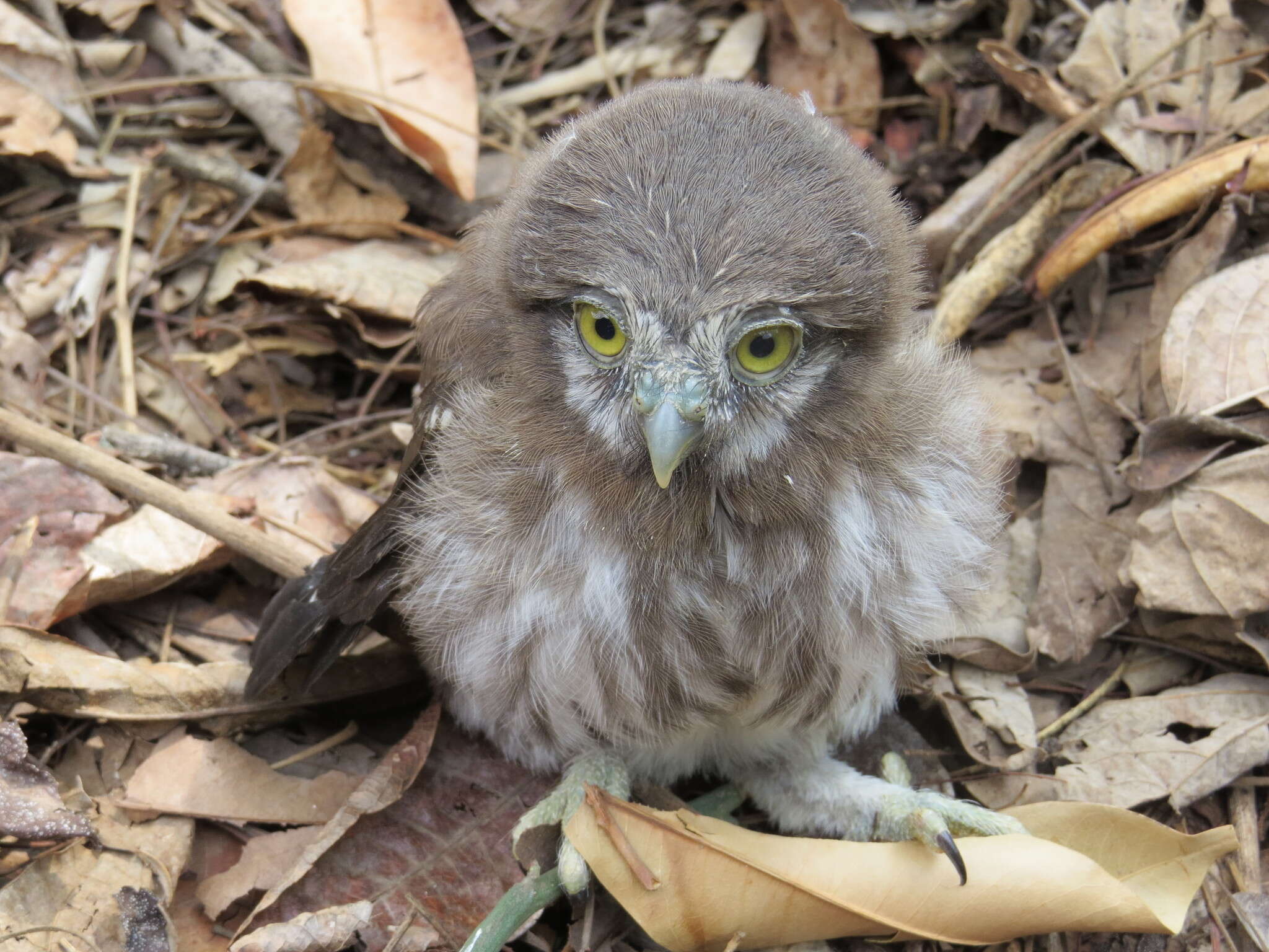 Image of Ferruginous Pygmy Owl