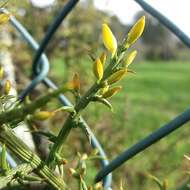 Plancia ëd Ulex australis subsp. welwitschianus