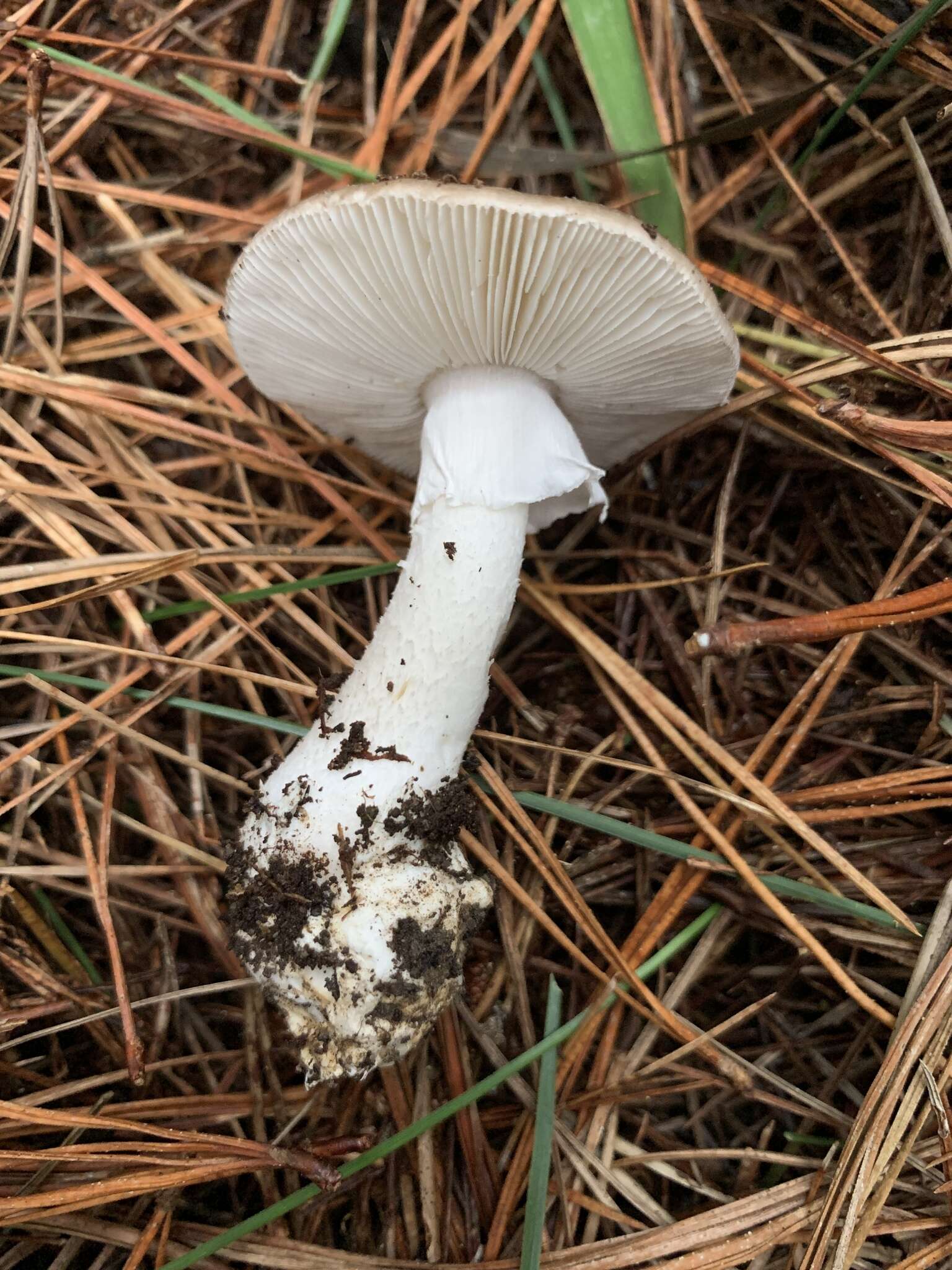 Image of Amanita marmorata Cleland & E.-J. Gilbert 1941