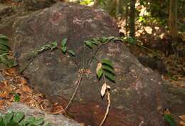 Image of Bolbitis subcrenata (Hook. & Grev.) Ching