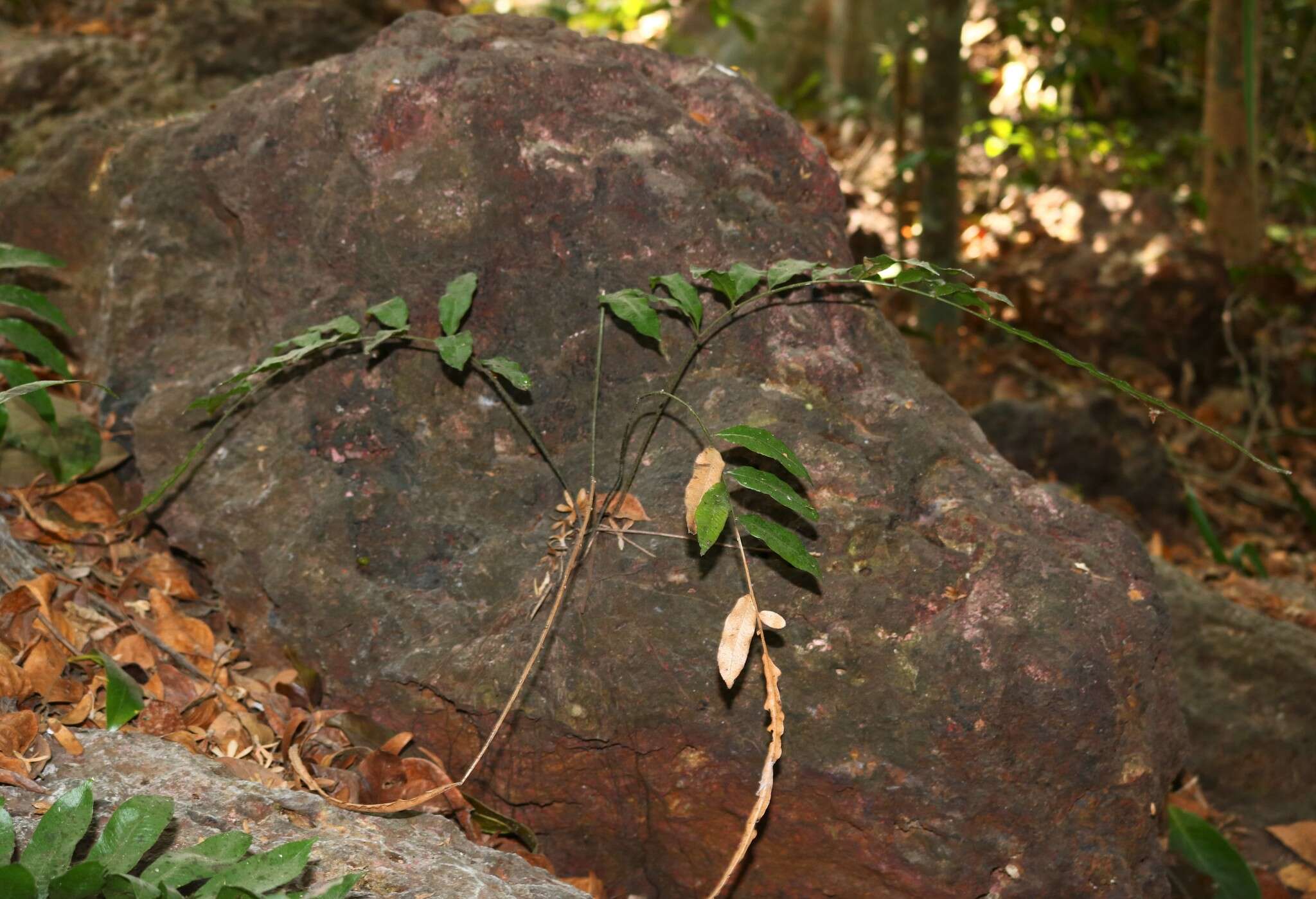 Image of Bolbitis subcrenata (Hook. & Grev.) Ching