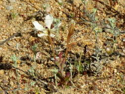 Image of Lapeirousia fabricii subsp. fabricii